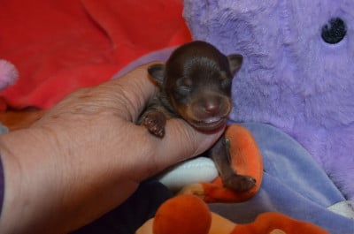 Les chiots de Russkiy Toy (Petit Chien Russe)