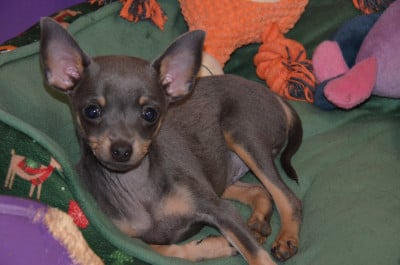 Les chiots de Russkiy Toy (Petit Chien Russe)