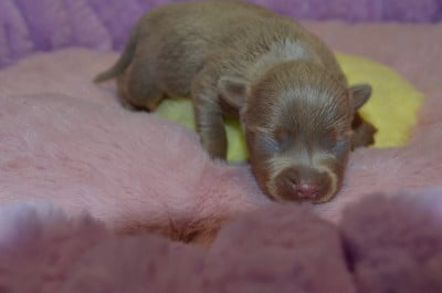 Les chiots de Russkiy Toy (Petit Chien Russe)
