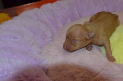Les chiots de Russkiy Toy (Petit Chien Russe)