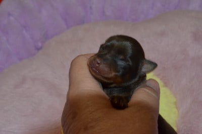 Les chiots de Russkiy Toy (Petit Chien Russe)