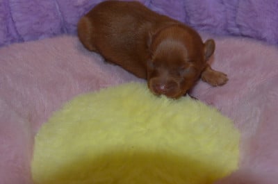Les chiots de Russkiy Toy (Petit Chien Russe)