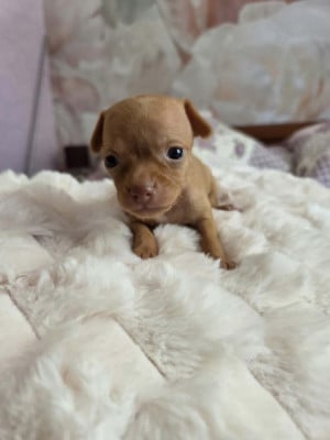 Les chiots de Russkiy Toy (Petit Chien Russe)