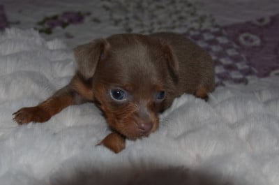 Les chiots de Russkiy Toy (Petit Chien Russe)