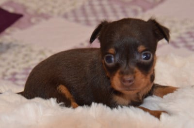 Les chiots de Russkiy Toy (Petit Chien Russe)