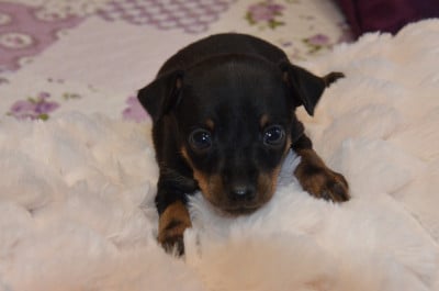 Les chiots de Russkiy Toy (Petit Chien Russe)