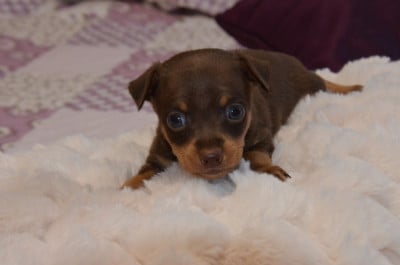 Les chiots de Russkiy Toy (Petit Chien Russe)