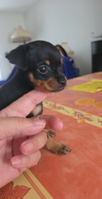 Les chiots de Russkiy Toy (Petit Chien Russe)
