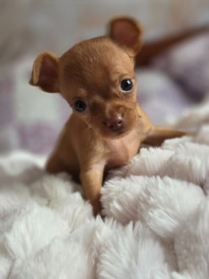 Les chiots de Russkiy Toy (Petit Chien Russe)