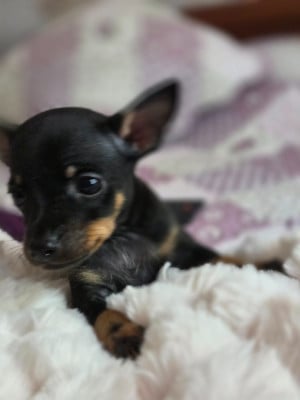 Les chiots de Russkiy Toy (Petit Chien Russe)
