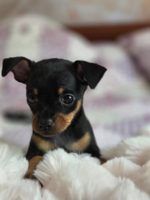 Les chiots de Russkiy Toy (Petit Chien Russe)