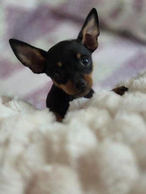 CHIOT 2 - Russkiy Toy (Petit Chien Russe)