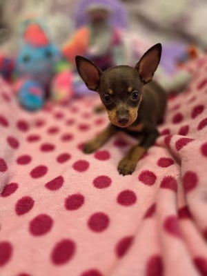 Les chiots de Russkiy Toy (Petit Chien Russe)