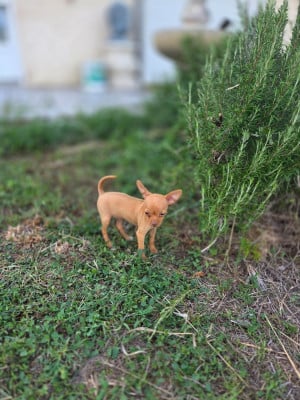 Les chiots de Russkiy Toy (Petit Chien Russe)