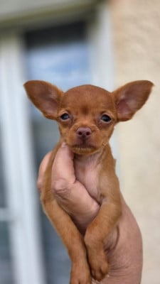 Les chiots de Russkiy Toy (Petit Chien Russe)
