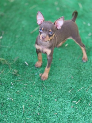Les chiots de Russkiy Toy (Petit Chien Russe)