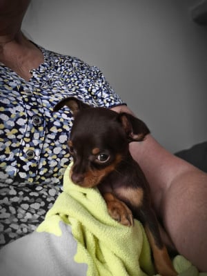 Les chiots de Russkiy Toy (Petit Chien Russe)