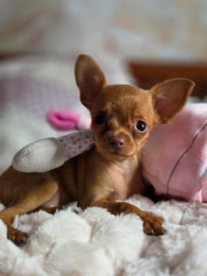 B.... - Russkiy Toy (Petit Chien Russe)