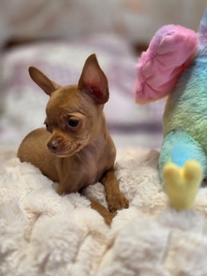 B............. - Russkiy Toy (Petit Chien Russe)