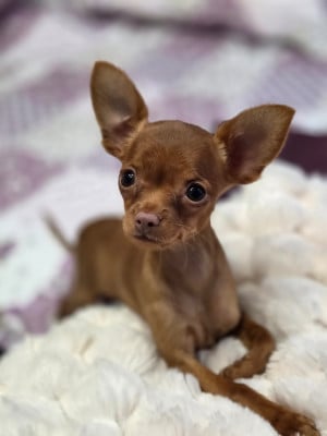Les chiots de Russkiy Toy (Petit Chien Russe)