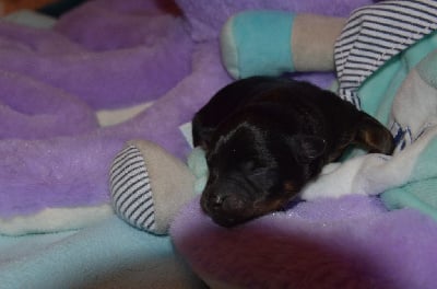 Les chiots de Russkiy Toy (Petit Chien Russe)