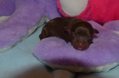 Les chiots de Russkiy Toy (Petit Chien Russe)