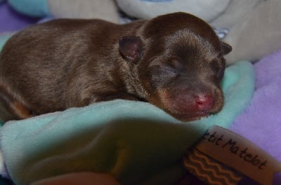 Les chiots de Russkiy Toy (Petit Chien Russe)