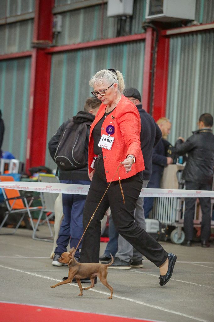 elegant luxori Newton - 2er Excellent RCACS RCACIB