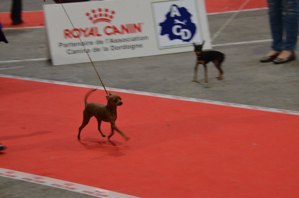 elegant luxori Newton - 1er excellent CACS -BOS