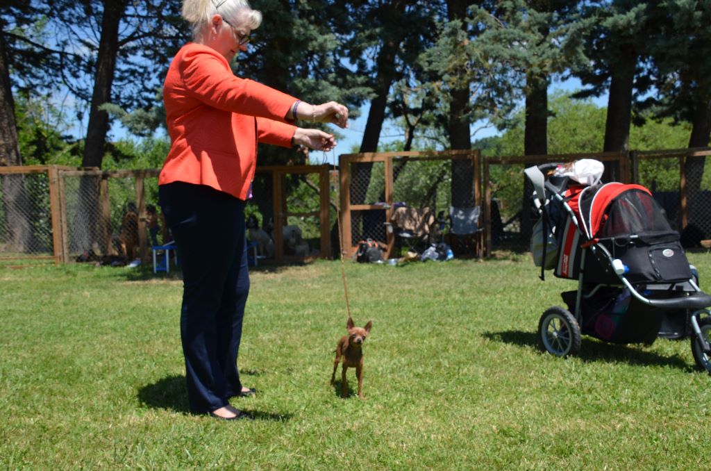 elegant luxori Newton - 1er Excellent CACS BOB