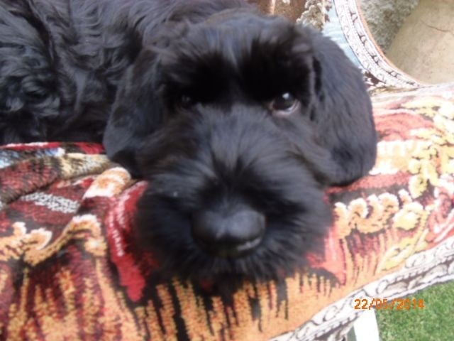 Jadilka Du bujol - CACS - MEILLEUR DE RACE - 1ère Excellente