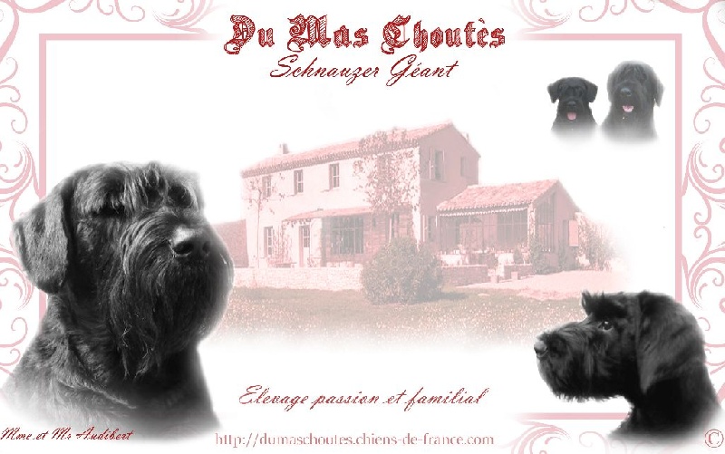 Jadilka Du bujol - 1 ère EXCELLENTE- MEILLEUR JEUNE