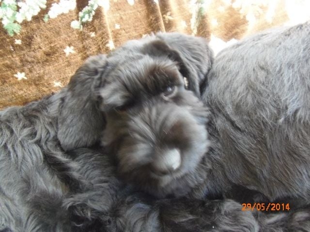 Jadilka Du bujol - 1 ère EXCELLENTE- RCACS -RCACIB