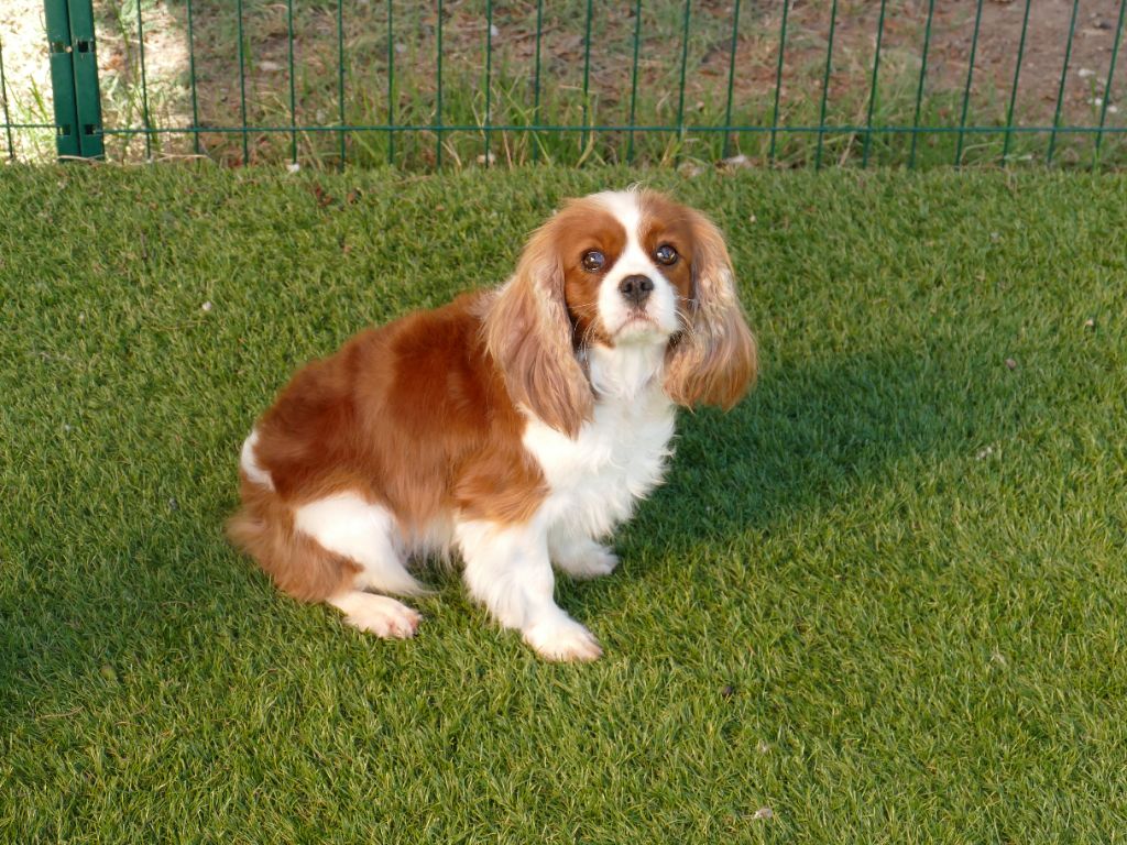 Utopia Du Temps Des Amazones