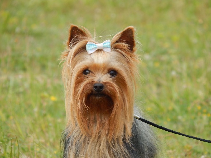 Publication : Du Temps Des Amazones Auteur : Delfosse Emilie