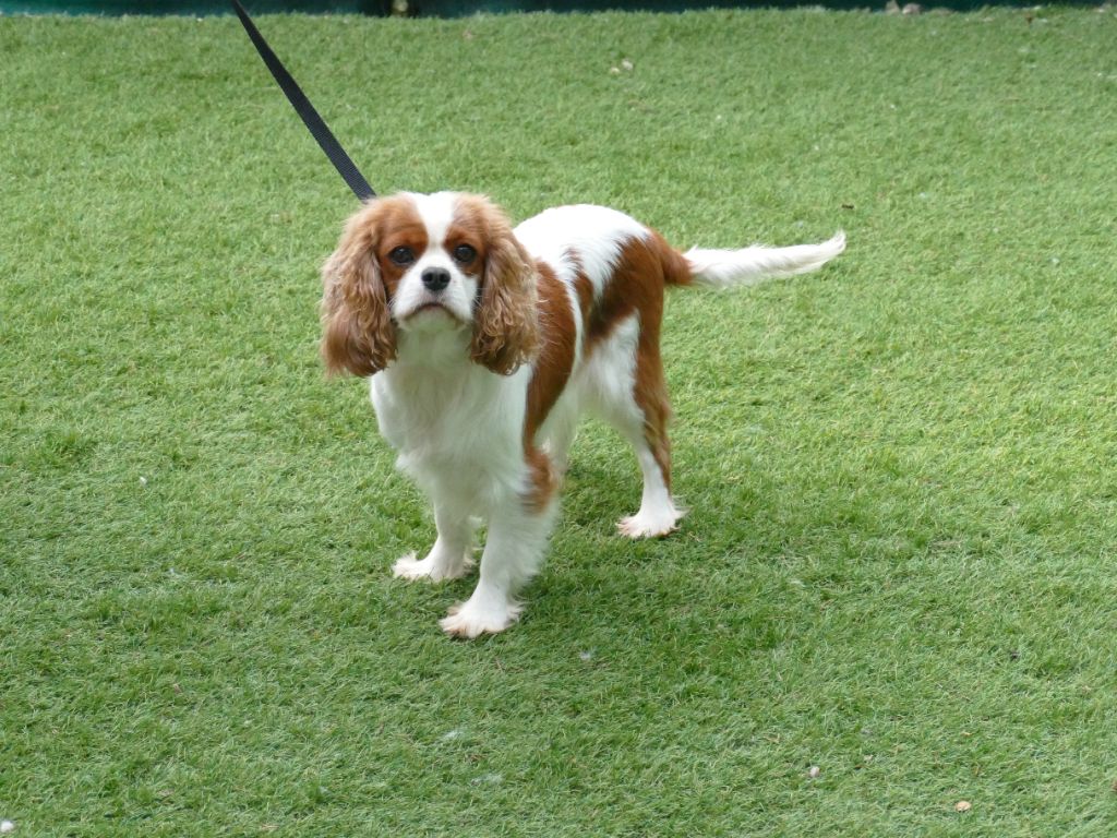 Ursula Du Temps Des Amazones