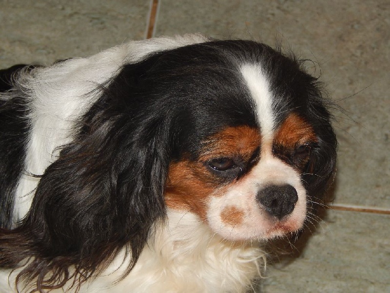 Publication : Du Temps Des Amazones Auteur : Emilie Delfosse