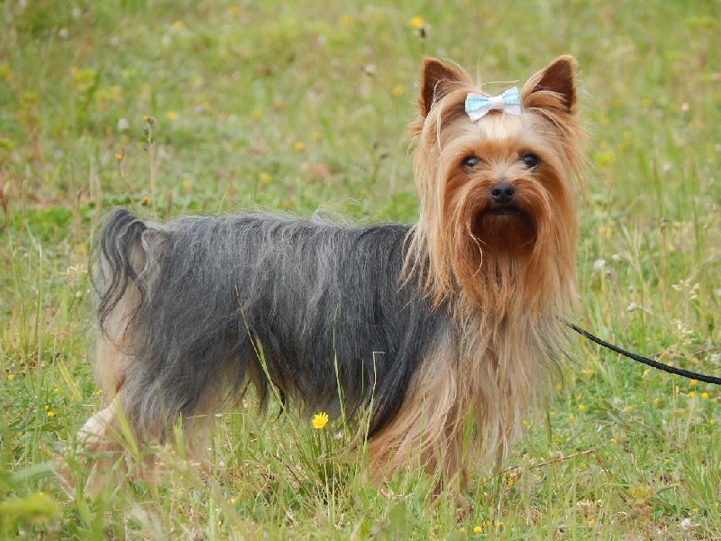 Publication : Du Temps Des Amazones Auteur : Delfosse Emilie