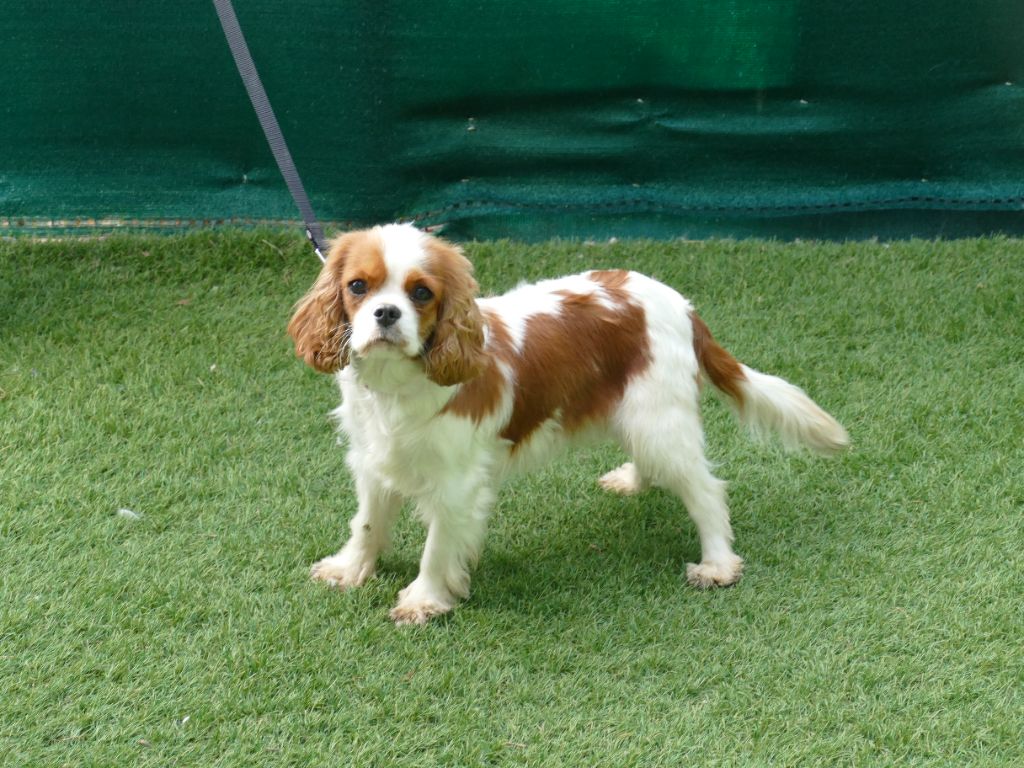 Violeta Du Temps Des Amazones