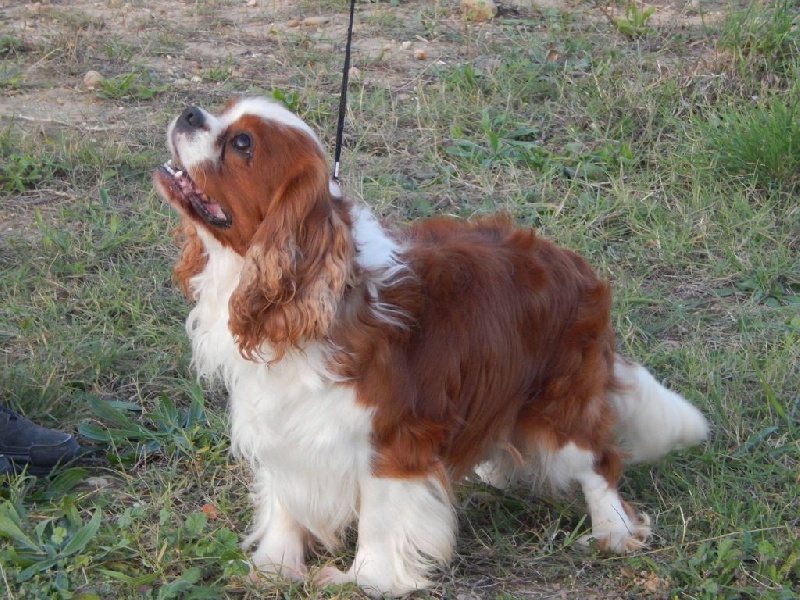 Publication : Du Temps Des Amazones Auteur : Emilie Delfosse