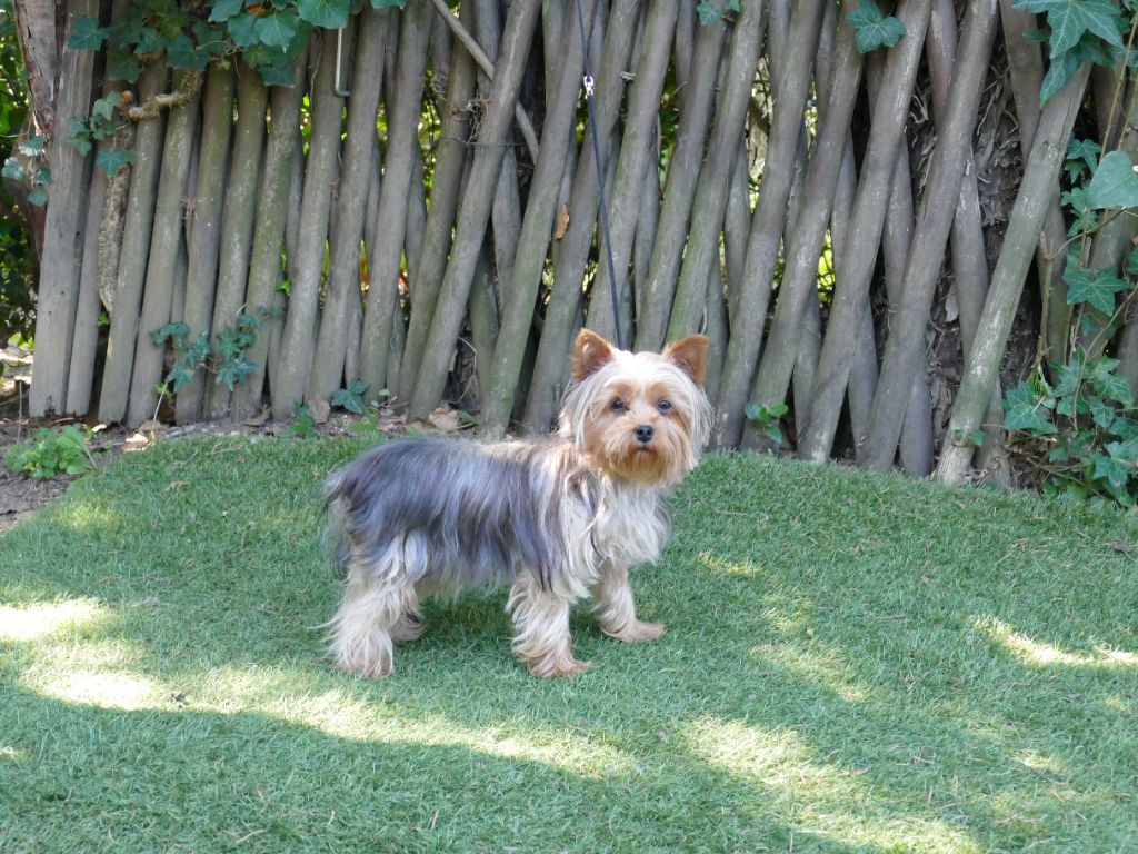 California new star (Sans Affixe)