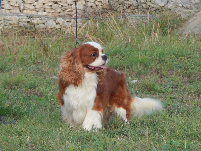 Publication : Du Temps Des Amazones Auteur : Emilie Delfosse