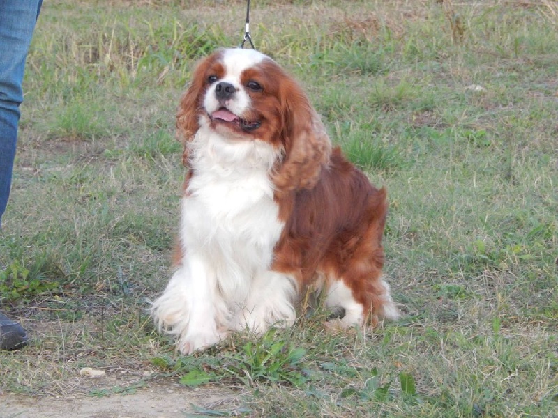 Publication : Du Temps Des Amazones Auteur : Emilie Delfosse