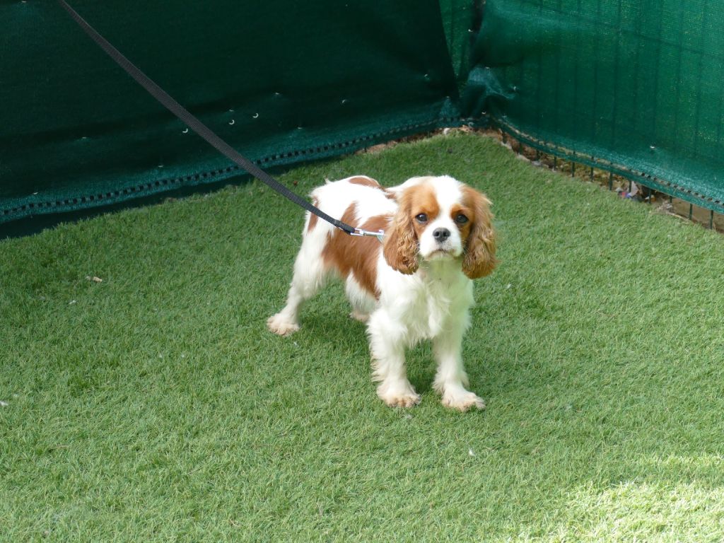 Violeta Du Temps Des Amazones