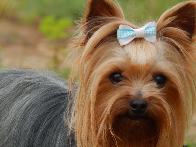 Publication : Du Temps Des Amazones Auteur : Delfosse Emilie