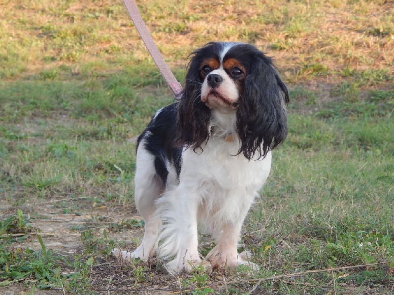 Publication : Du Temps Des Amazones Auteur : Emilie Delfosse