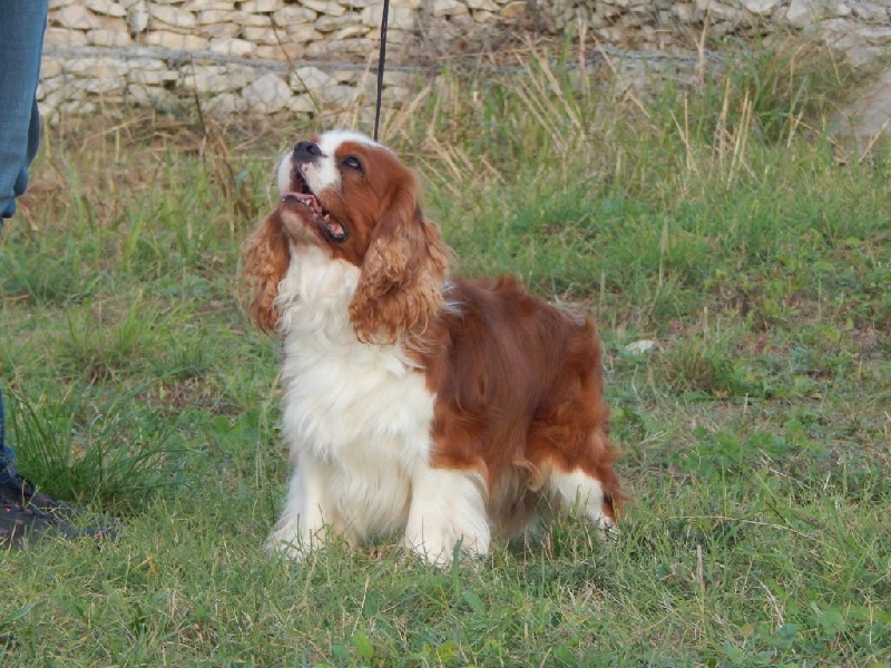 Publication : Du Temps Des Amazones Auteur : Emilie Delfosse