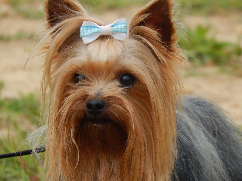 Publication : Du Temps Des Amazones Auteur : Delfosse Emilie