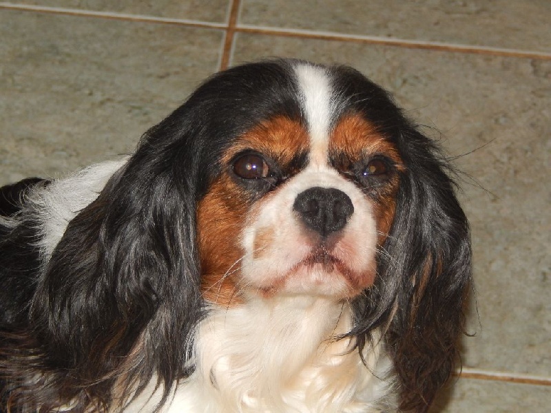 Publication : Du Temps Des Amazones Auteur : Emilie Delfosse