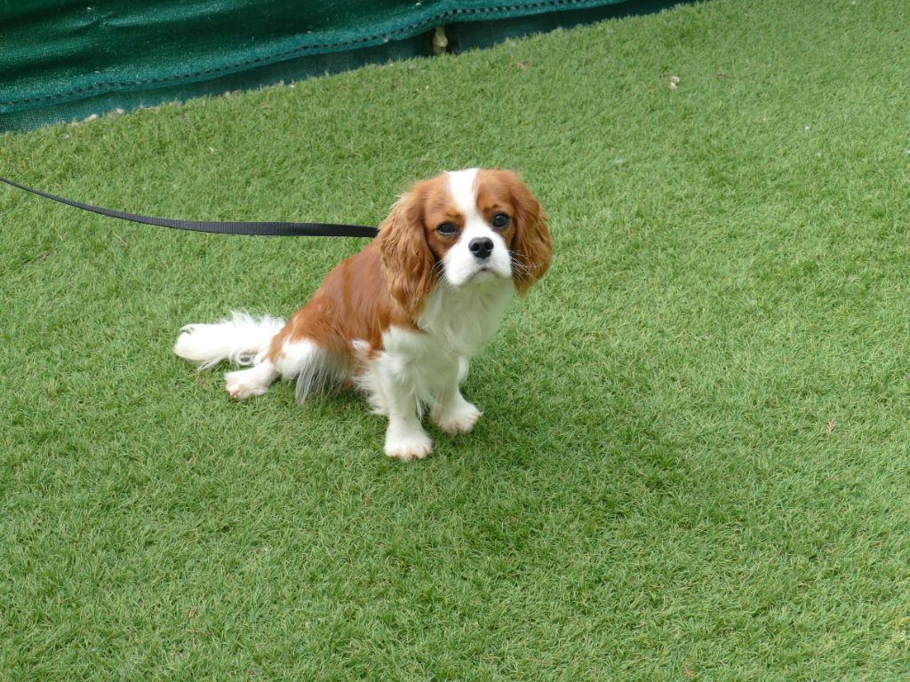 Unatan totemgard (Sans Affixe)